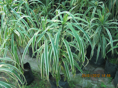 Agestifolia