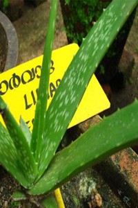 Aloe+vera-kumari