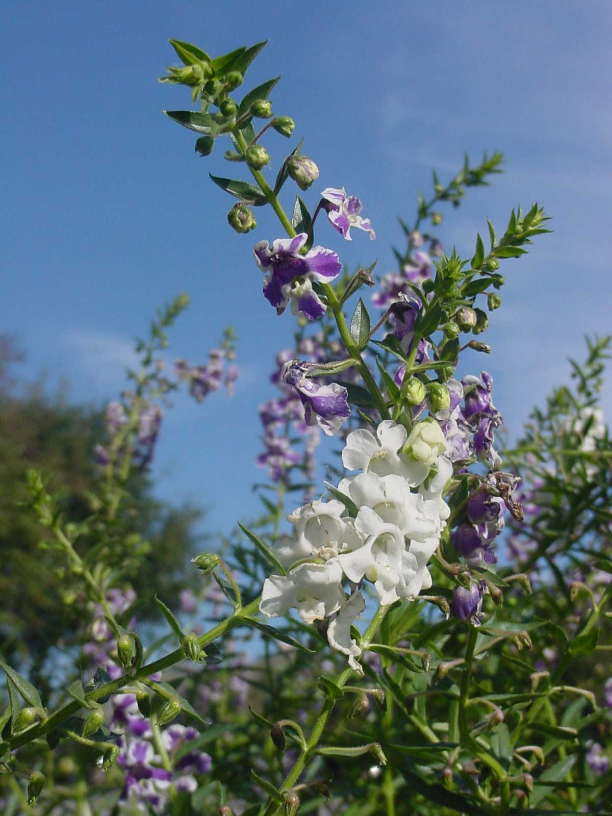 Angelonia-white-with-blue