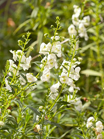 Angelonia-white