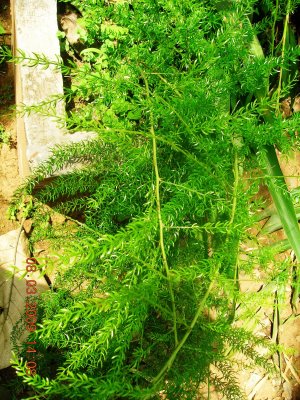 Asparagus racemosus-shatavari