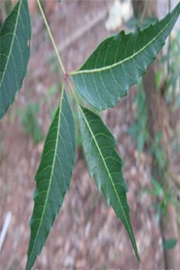 Azadirachta+indica-neem