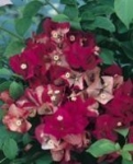 BOUGAINVILLEA CHITRA