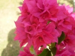 BOUGAINVILLEA mahara red