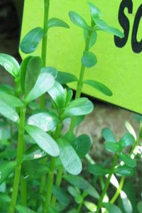 Bacopa+Monnieri-BRAHMI