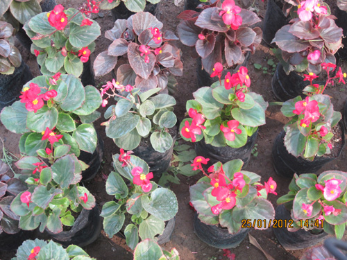 Begonia Rex