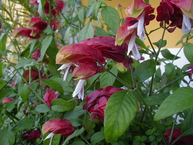 Beloperone guttata