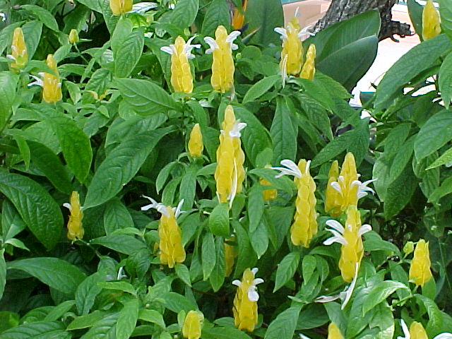 Beloperone guttata yellow