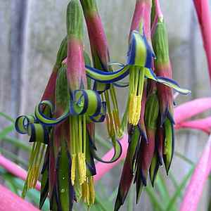 Bilbergia_nutans