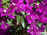 Bougainvillea (Glabra)