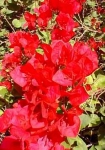 Bougainvillea_glabra red