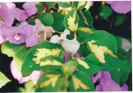 Bougainvillea thimma