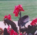 Canna dark pink