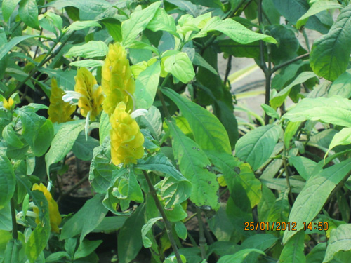 Chachis Pachis Luteya