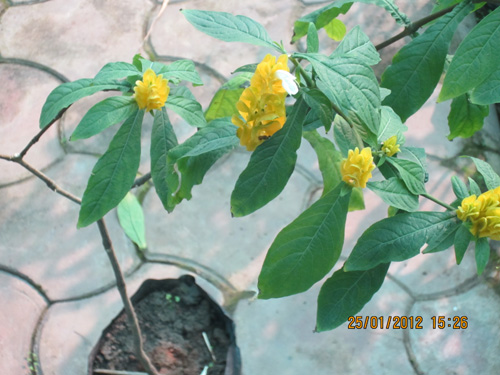 Chachis Paechis Tarpeta