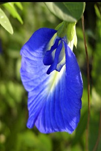 Clitoria+ternatea+Aparajitha