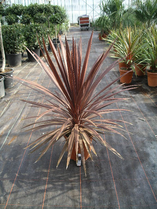 Cordyline australis Red Star