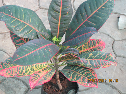 Croton Petra