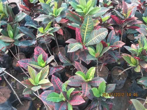 Croton Petra