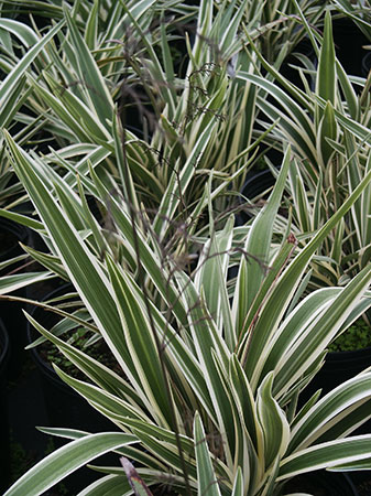 Dianella-tasmanica