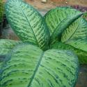 Dieffenbachia Marshal