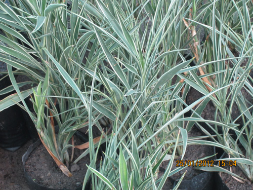 Dracena Agestifolia Mini