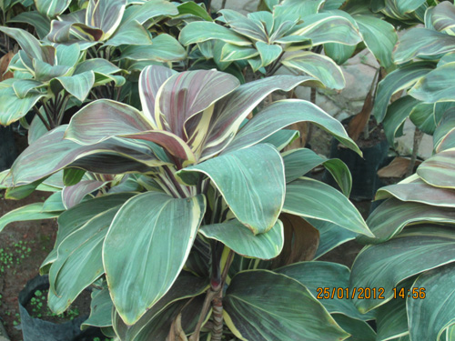 Dracena Asian Beauty