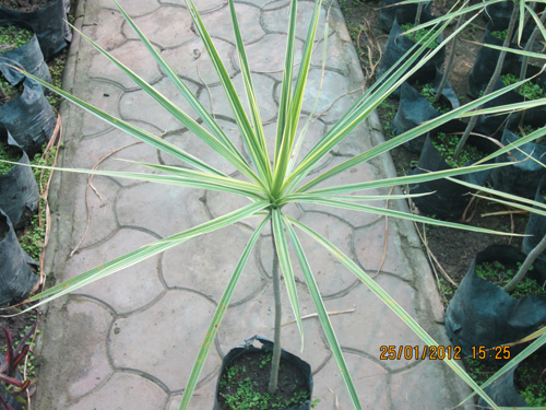 Dracena Margineta