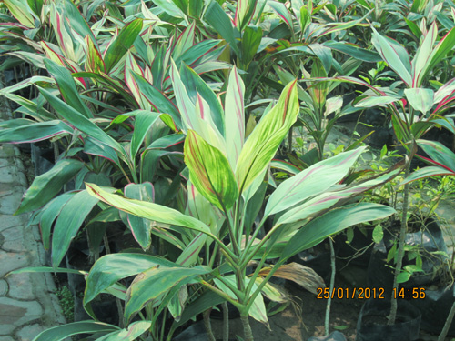 Dracena Sulochana