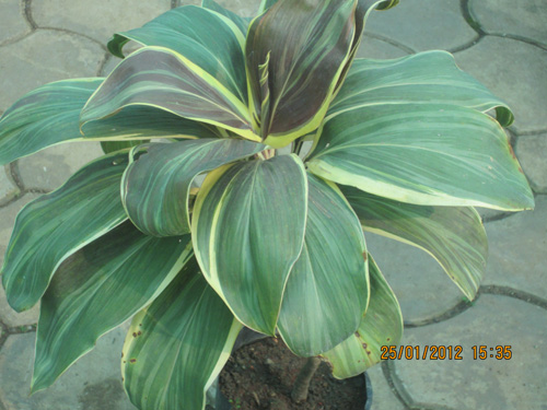 Dracena asian Beauty