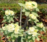Euphorbia