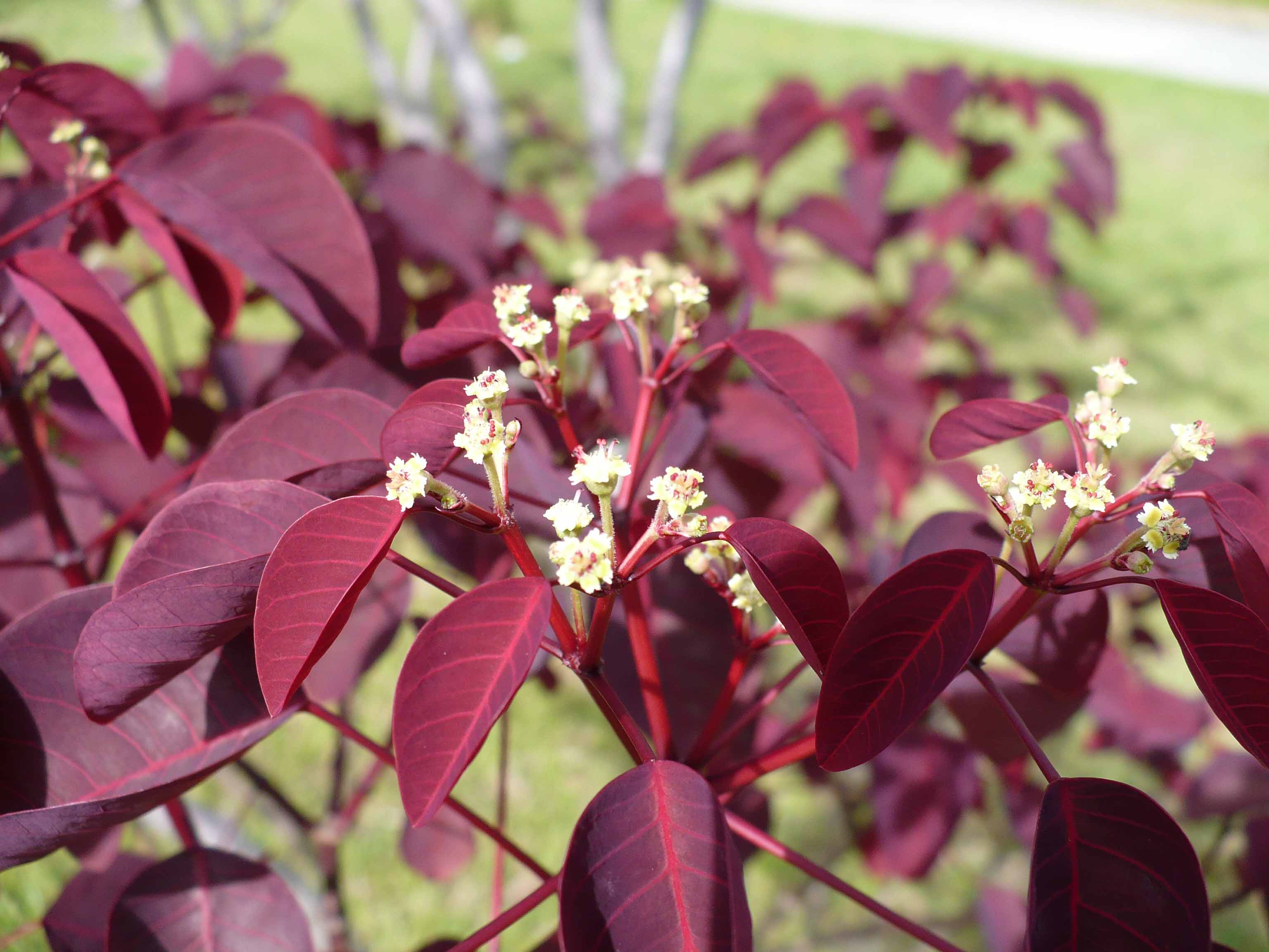 Euphorbia_caracasana