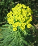 Euphorbia_cyparissias yellow