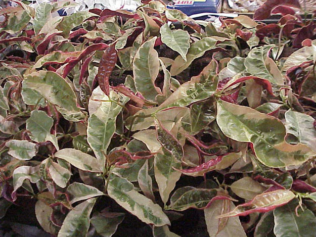 Excoecaria  Tricolor