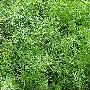 Fern Asparagus springerie