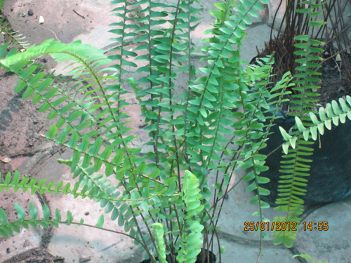 Fern