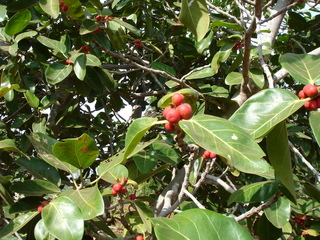 Ficus_benghalensis-banyan
