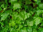 Ipomoea_batata