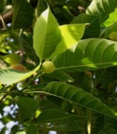 Kadam (Neolamarckia cadamba)