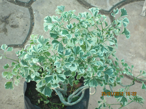 Miniature Arilia Variegeta