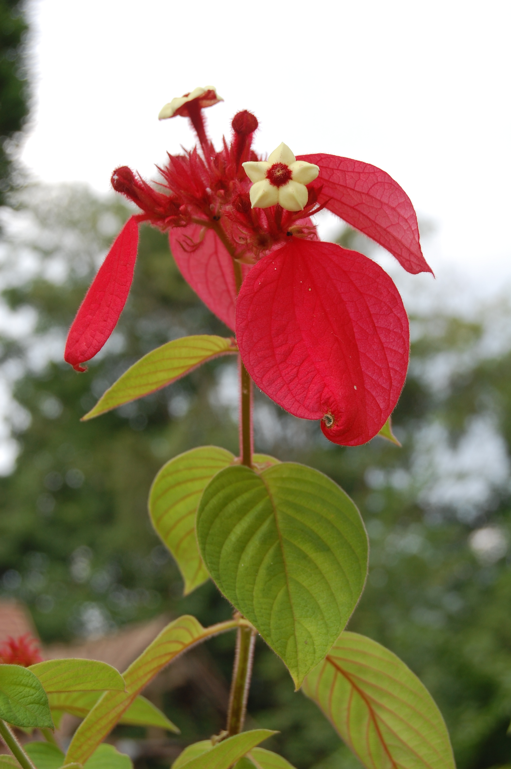 Mussaenda_philiphica