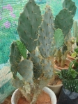 Opuntia-Indian-Fig