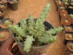 Peanut-cactus