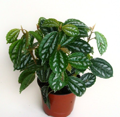 Pilea Aluminum