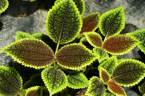 Pilea_involucrata