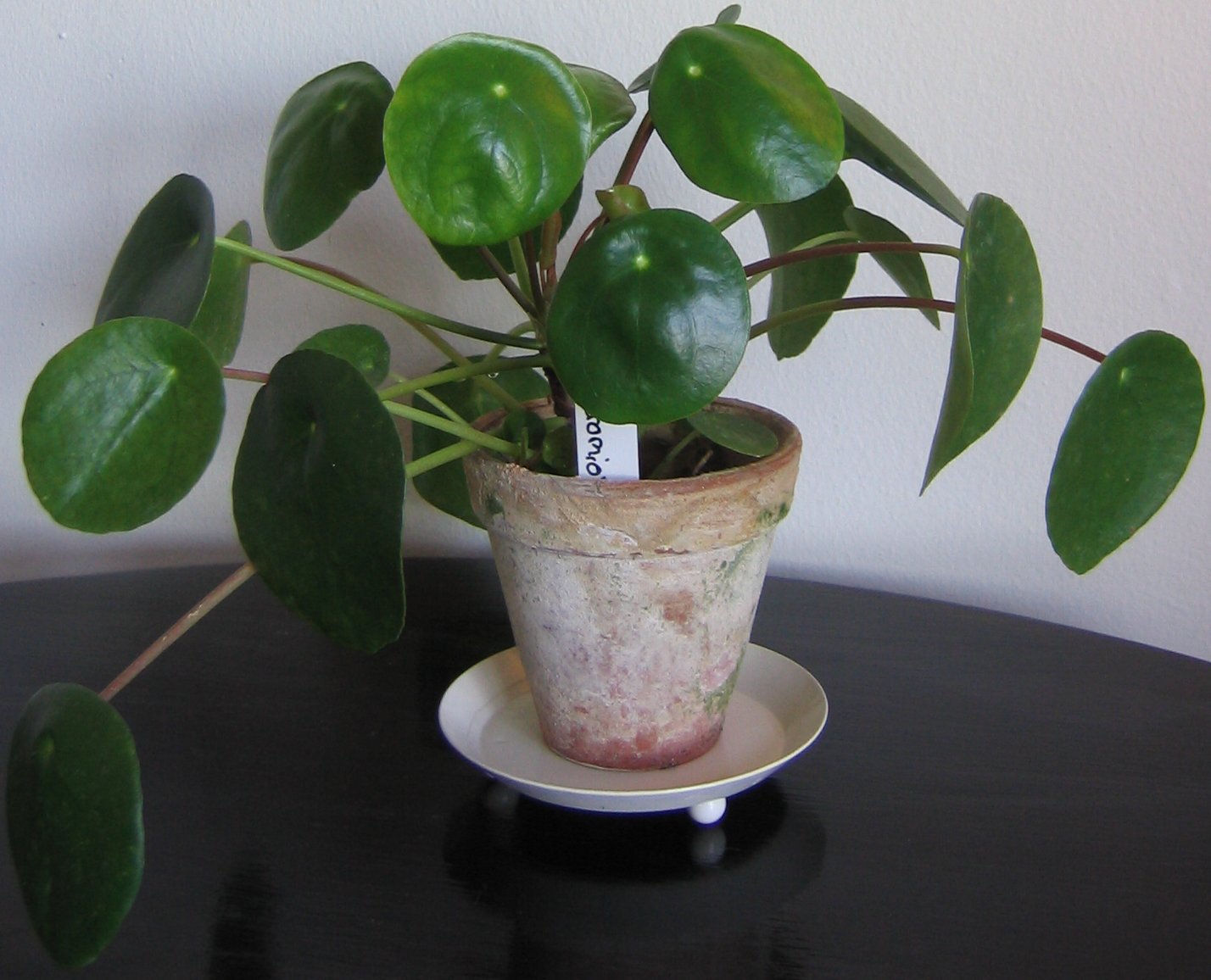 Pilea_peperomioides
