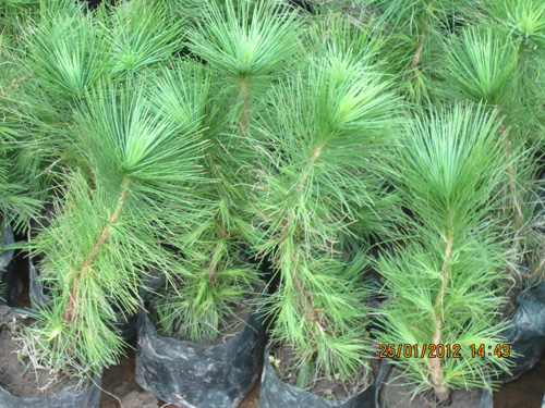 Pine Dwarf