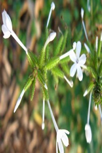 Plumbago+zeylanica+chitraka