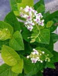 Pseuderanthemum Golden