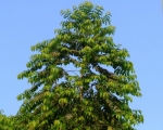 Putranjiva (Putranjiva roxburghii)